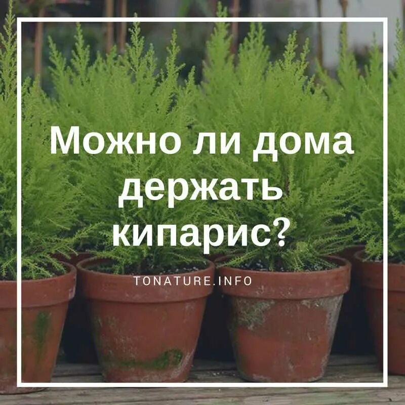 Можно ли сажать можжевельник приметы. Кипарисовик в открытом грунте. Кипарисовик комнатный приметы. Кипарисовик на даче. Кипарис комнатное растение приметы.