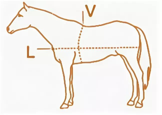 Канина для лошадей. Строение уздечки для лошади. Измерение лошади. Horse перевод. Высота в холке у лошади промер.