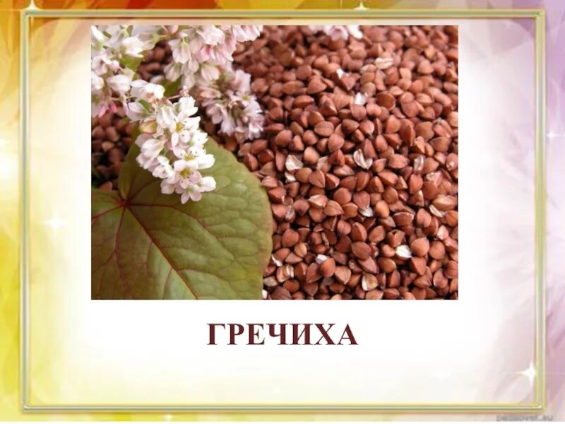 Гречиха класс. Гречиха горькая. черная гречиха. гречиха с надписью. татарская черная гречиха.