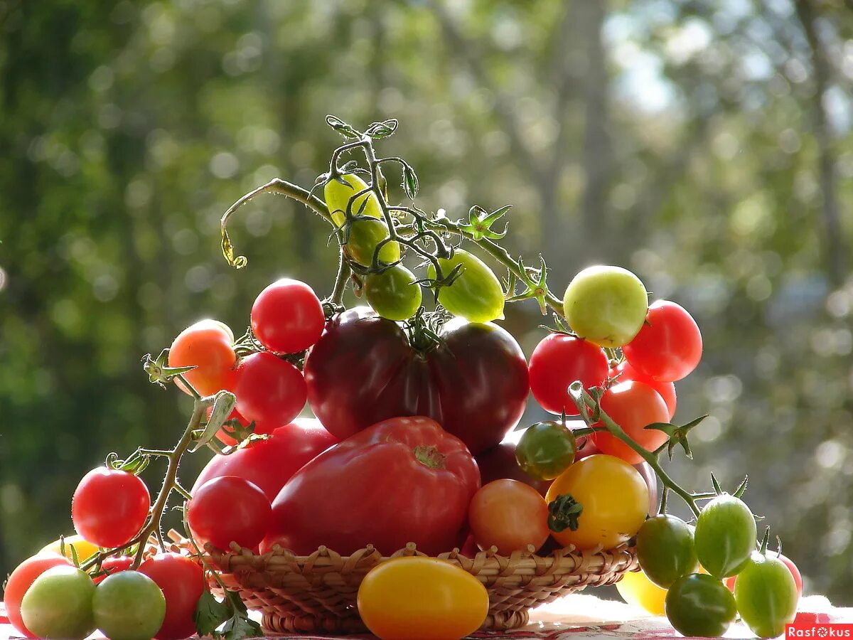 августовский пейзаж. август яблоки. как правильно предложить парню встречаться. осенние дары природы. августа любого.