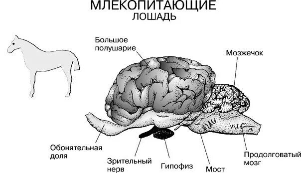 Нервная система и органы чувств млекопитающих. Нервная система млекопитающих схема. Строение нервной системы млекопитающих. Нервная система млекопитающих цепочка. Схема строения нервной системы млекопитающих кролика.