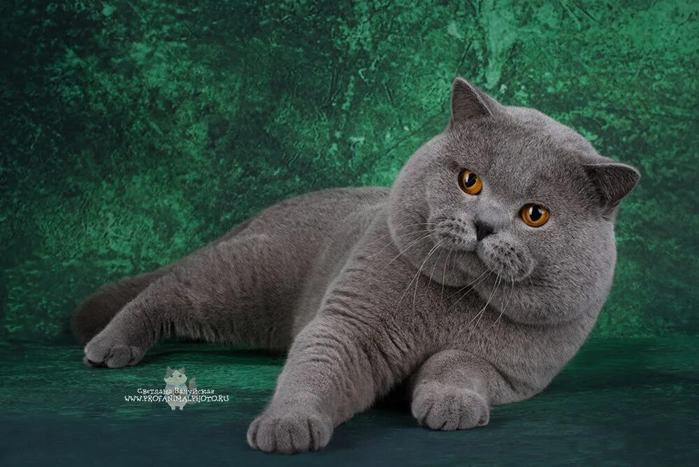 британская короткошёрстная кошка. британец кот. кошки голубые британцы. большие коты британцы. большие коты британцы.