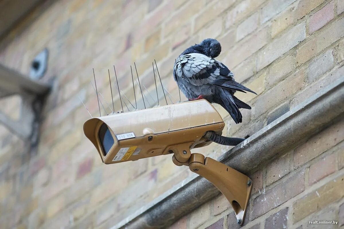 Птицы на крыше. Отпугиватель птиц на балкон. Защита кровли от голубей. Защита от голубей на подоконнике.