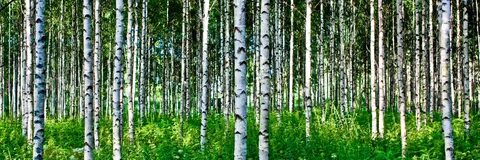 Обои березовая роща