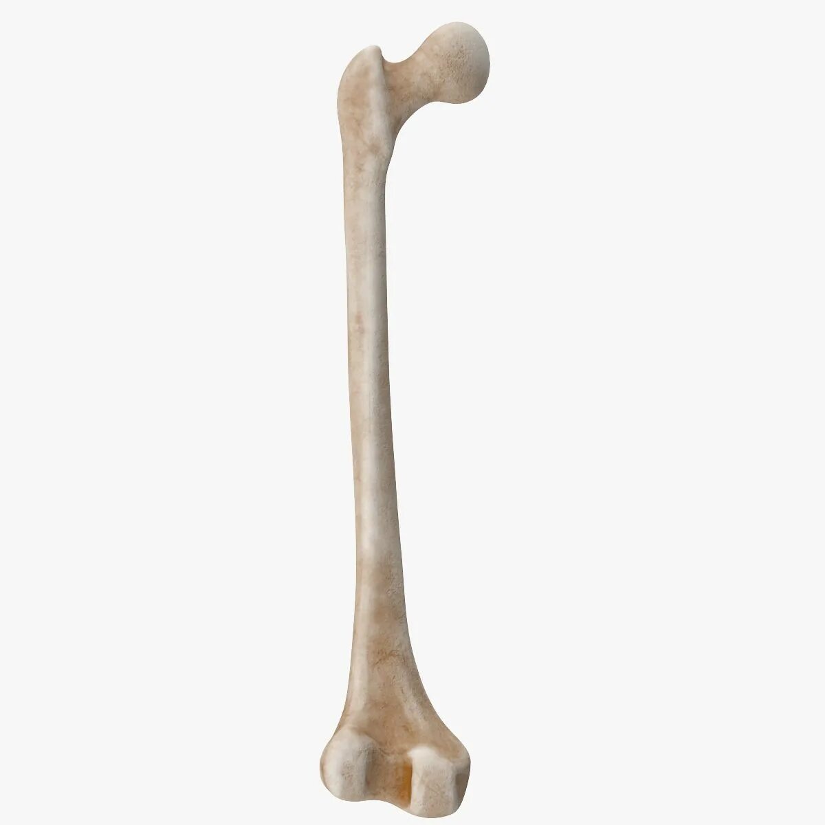 Bone 3d