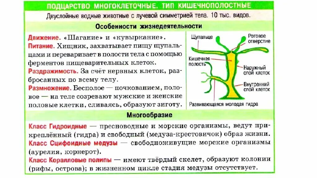 Характеристика типов животных многоклеточных. Характеристика и особенности строение кишечнополостных. общая характеристика кишечнополостных 7 класс биология. таблица основное строение кишечнополостных. таблица особенности гидры пресноводной.