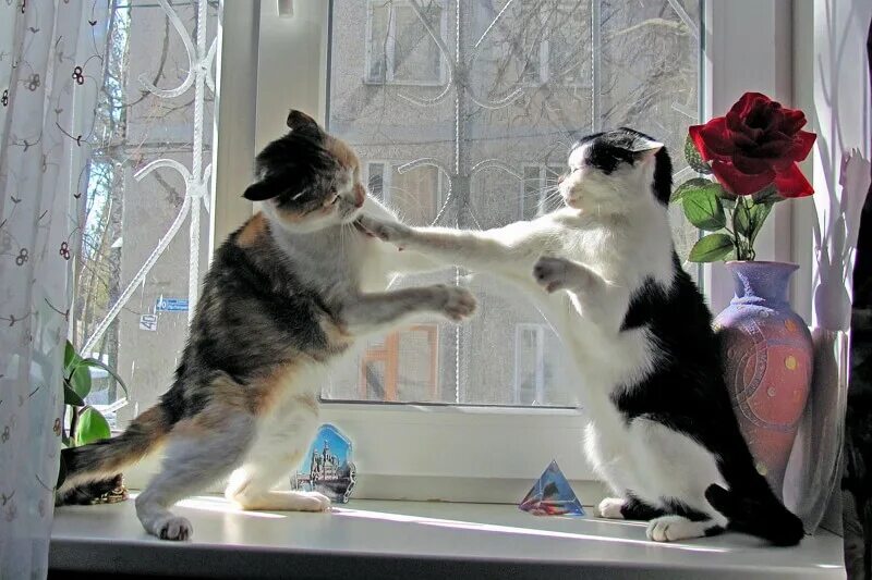 Драка кошек. Коты дерутся. Хозяйка ругает кота. Брутальные уличные коты. Коты ругаются.