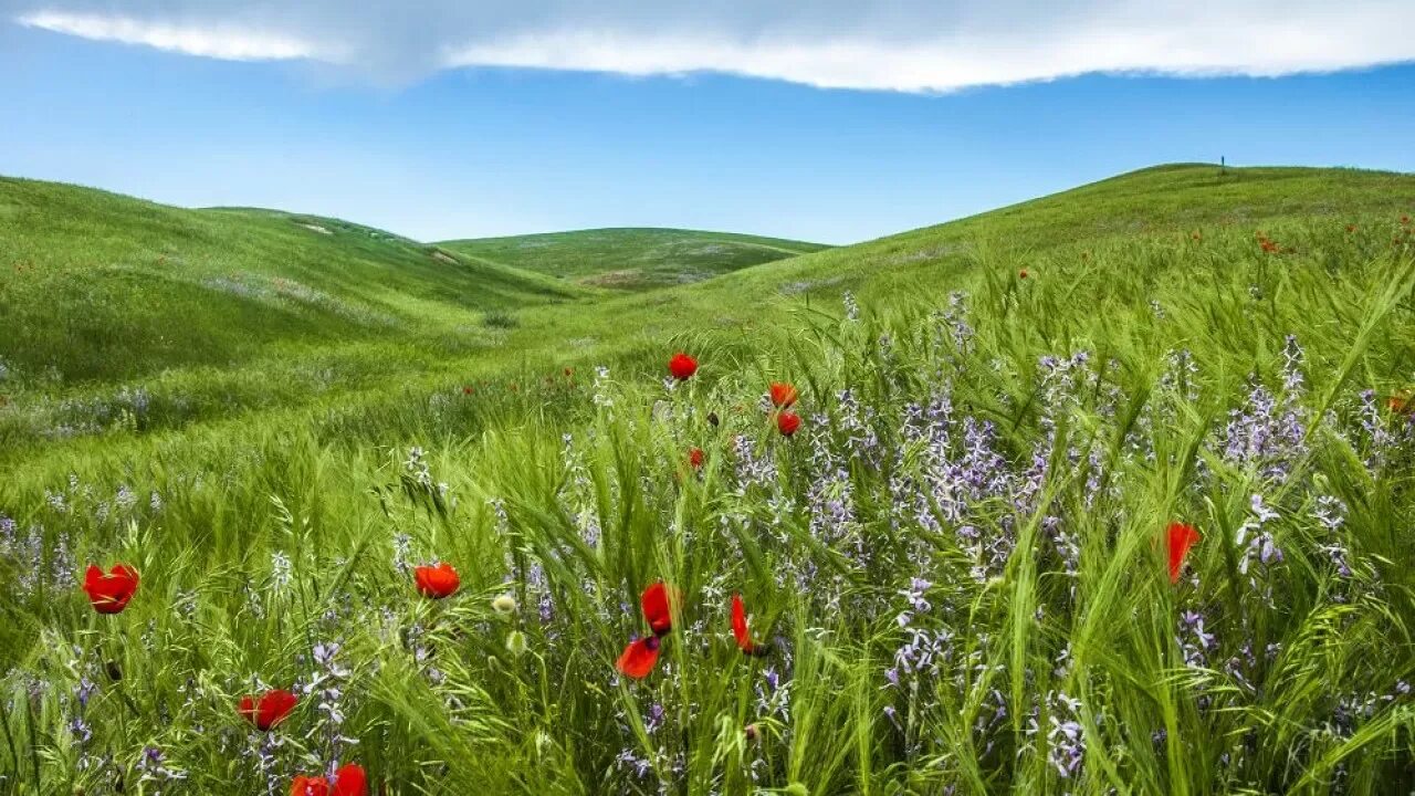 кыргызия. кызгалдак цветы. юрта кыргызстан. степи казахстана. жазгы пейзаж.