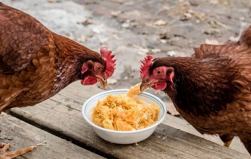 Питание кур. Куры едят. Корм для куриц.