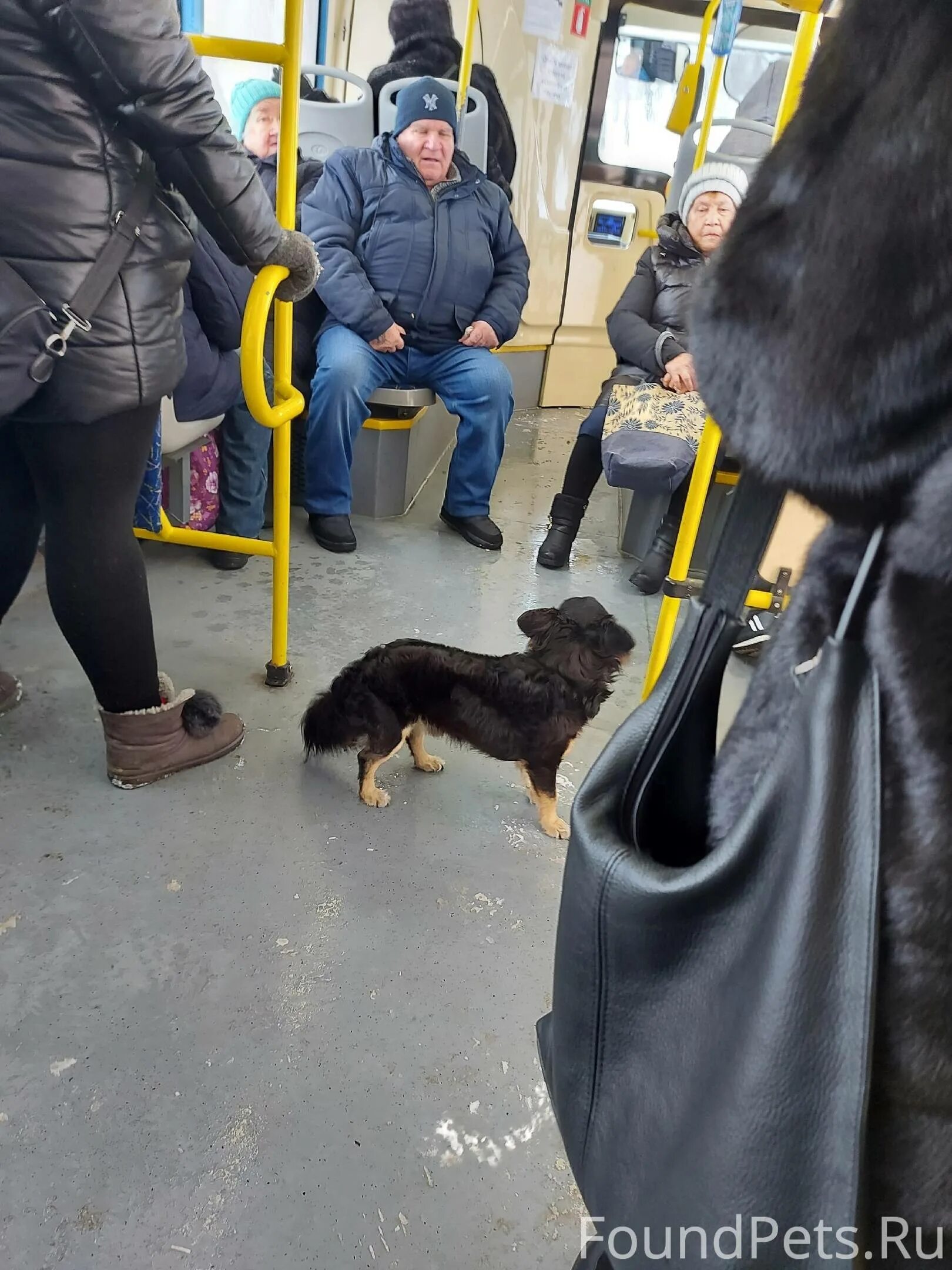 Платить за собаку в автобусе. Человек с собакой. собака в автобусе.