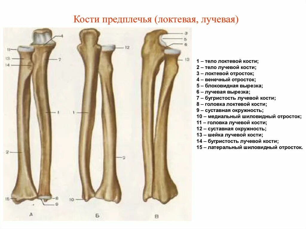 Локтевая кость строение анатомия. Лучевая кость кость анатомия. Локтевая и лучевая кость собаки. Костный эпифиз лучевой кости. Соединения локтевой кости