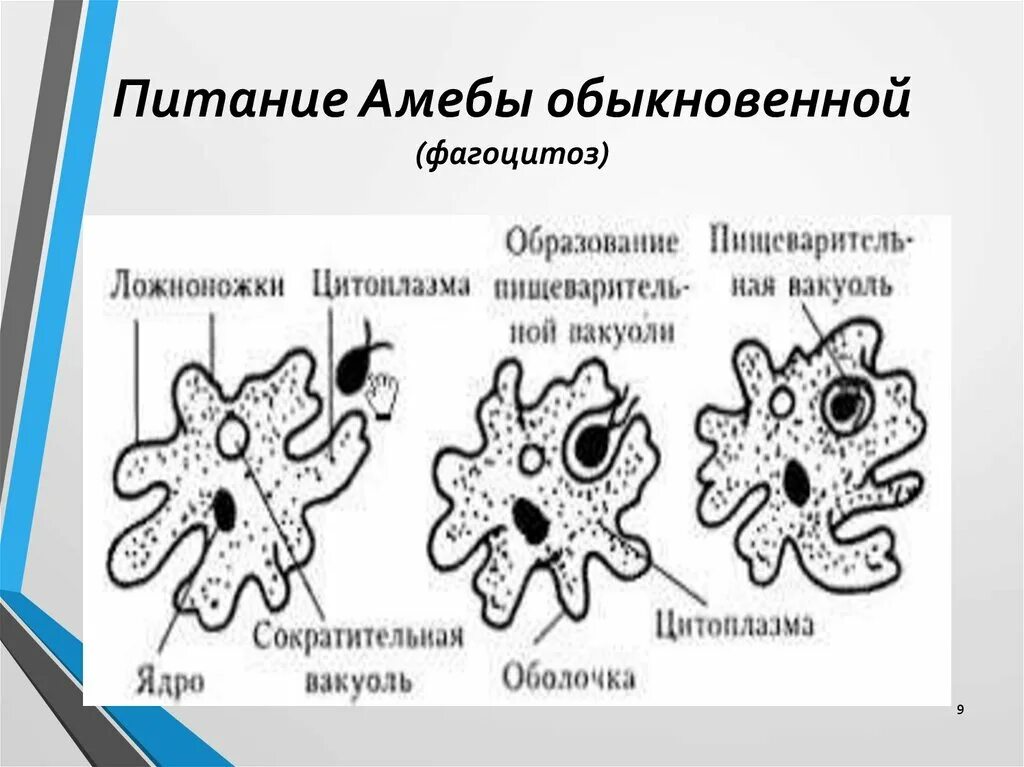 Тип амебы. Строение и питание амебы. размножение амёбы обыкновенной. питание амебы обыкновенной. питание амебы схема.