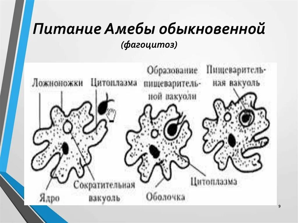 Какой способ характерен для амебы. Строение и питание амебы. Размножение амёбы обыкновенной. Тип питания амебы обыкновенной. Схема питания амебы.