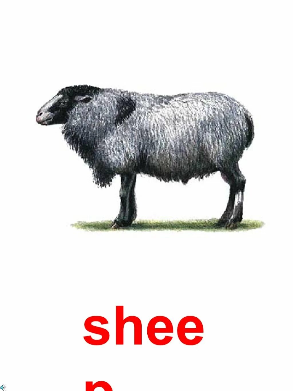 Овца на английском. Овца овцы на английском. Sheep карточка на английском. Карточки по английскому языку овца. Как по английски будет овца