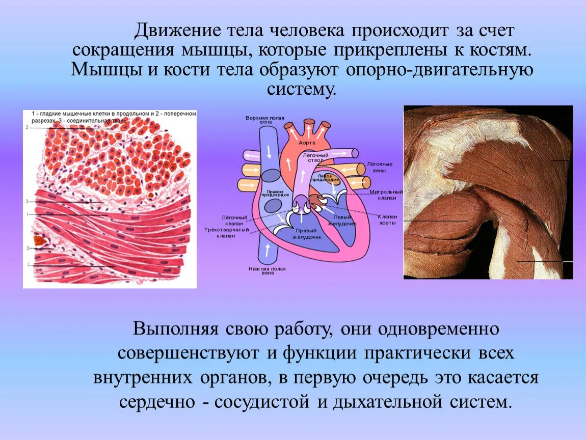 За счет чего происходит движение