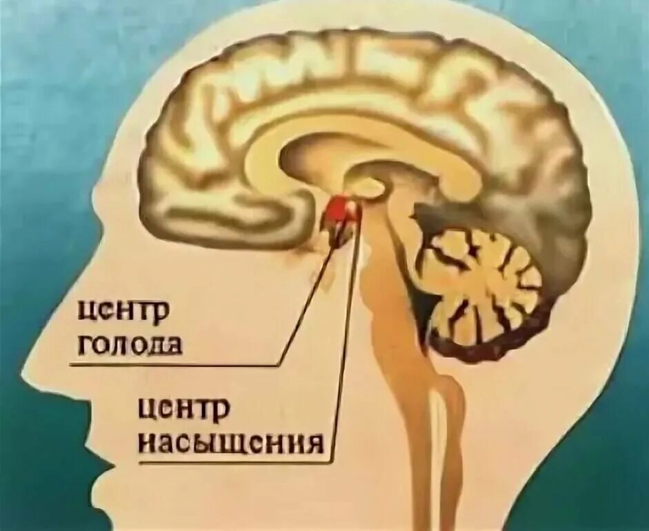 Где находится голод. Центры голода и насыщения располагаются. Центр голода в гипоталамусе. Центр голода и центр насыщения располагаются в. Центры голода и жажды в гипоталамусе.