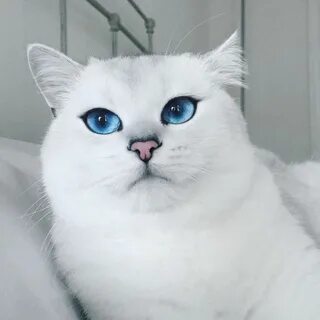 Белый британец