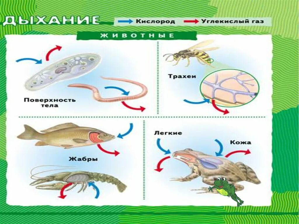 Особенности дыхания зверей