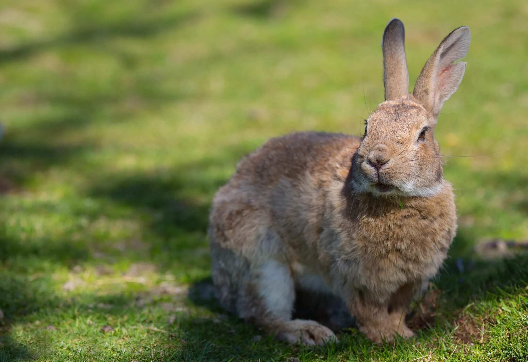 Animals rabbit. Кролик. Австралийский заяц. Зайчата фото. Дикий заяц.