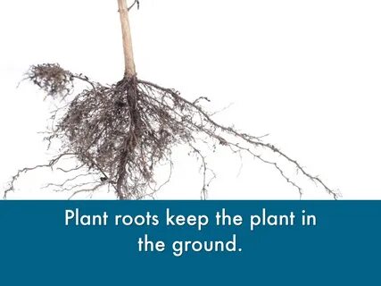 Rooted but not rooted