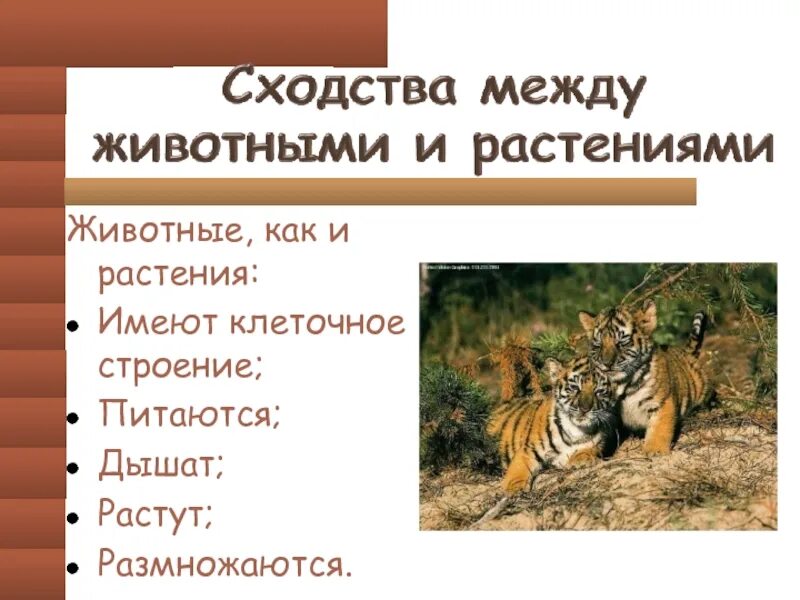 Получаемые из растений и животных. Схожесть растений и животных. сходства между растениями и животными. сходства растений с животными. растения и животные сходства.