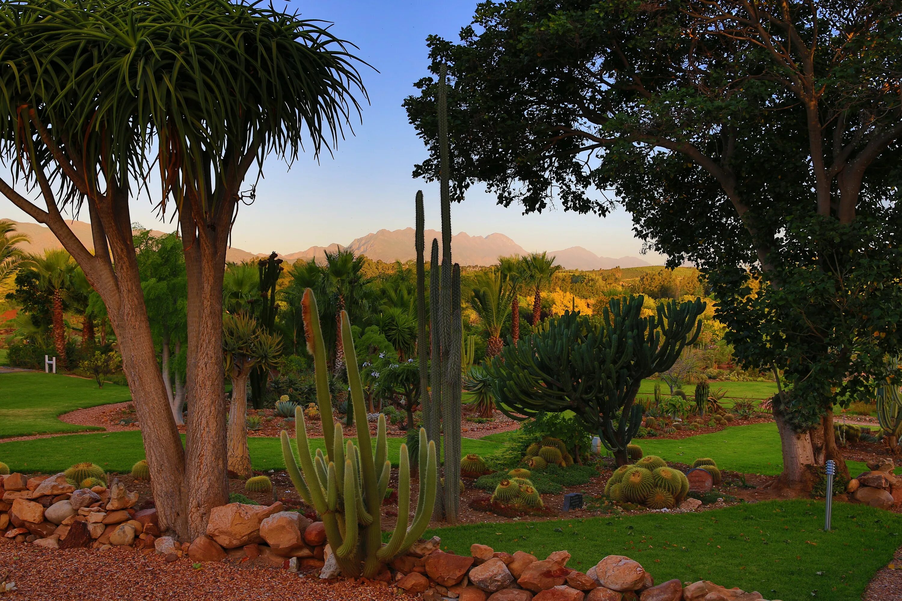 Растения восточной африки. ЮАР Африка парк кактусы. Ботанический сад Кирстенбош. Растительный мир ЮАР.