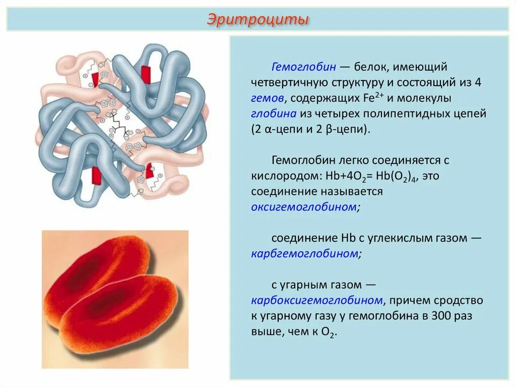 1 функции эритроцитов. Белок полосы 3 эритроцитов функция. Гемоглобин структура четвертичная структура белка. Четвертичная структура гемоглобина. Белки эритроцитов.