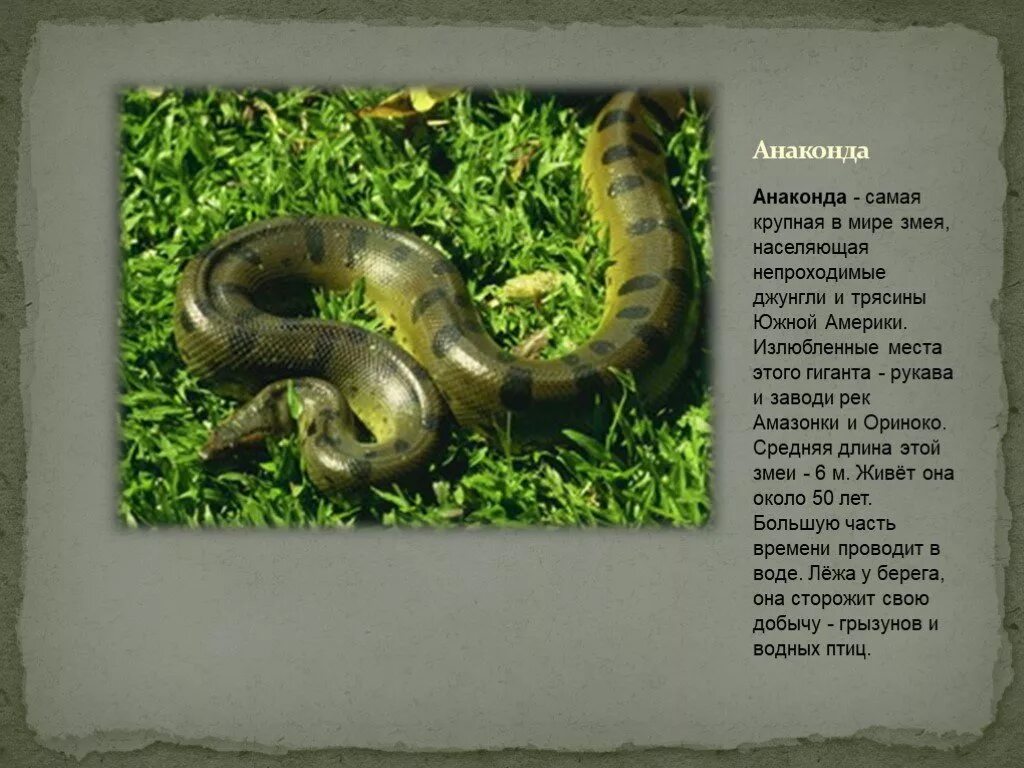 О питоне для 1 класса