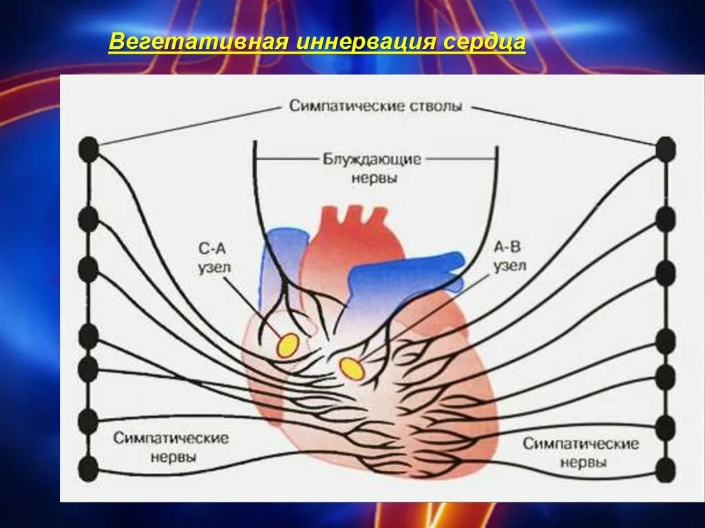 Парасимпатическая иннервация сердца. Экстракардиальная иннервация сердца. Вегетативная иннервация сердца схема. Схема парасимпатической иннервации сердца. Иннервация сердца схема.