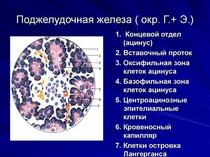 Г желез