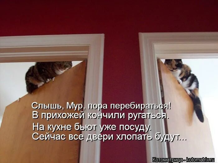 сейчас ругаться. сейчас ругаться. скоро новый год начни ссориться. щас буду ругаться фото кота. начинайте ссориться с людьми уже сейчас.