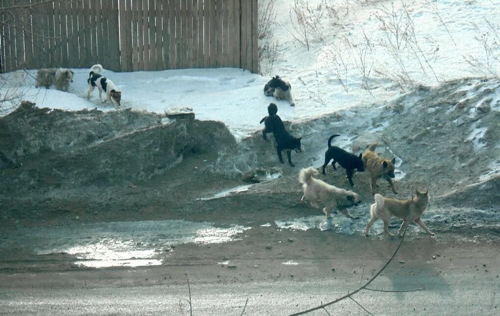 Отлов собак московская область. Бродячие собаки. Стая собак зимой. Бродячие собаки зимой.