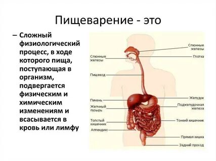 Последовательность прохождения пищи по системе