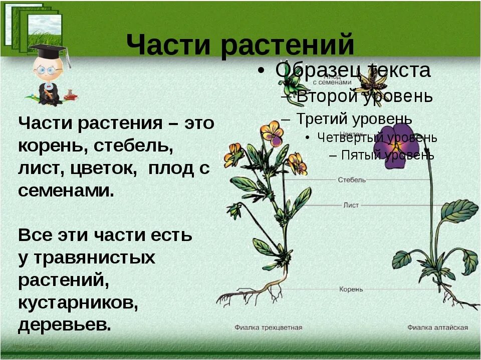 Какое первое растение. Части растений презентация. Части растений цветов. Части растений 3 класс. Описание частей растения.