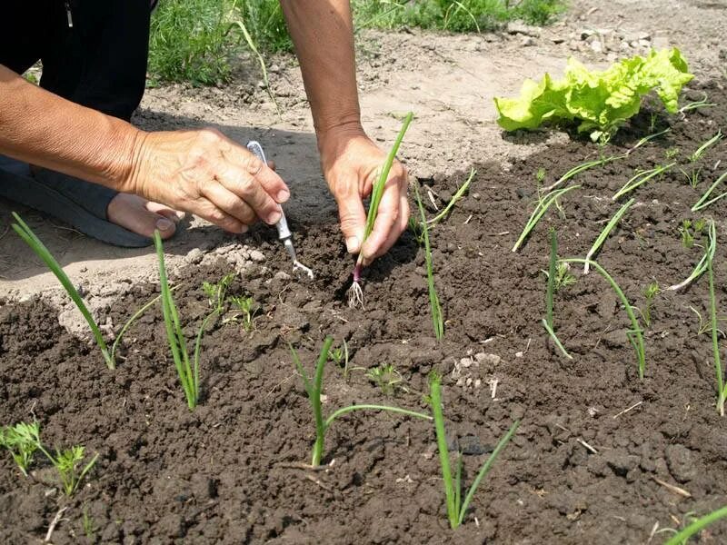 Какой лук надо сажать. Лук Эксибишен рассада. Лук порей Эксибишен.