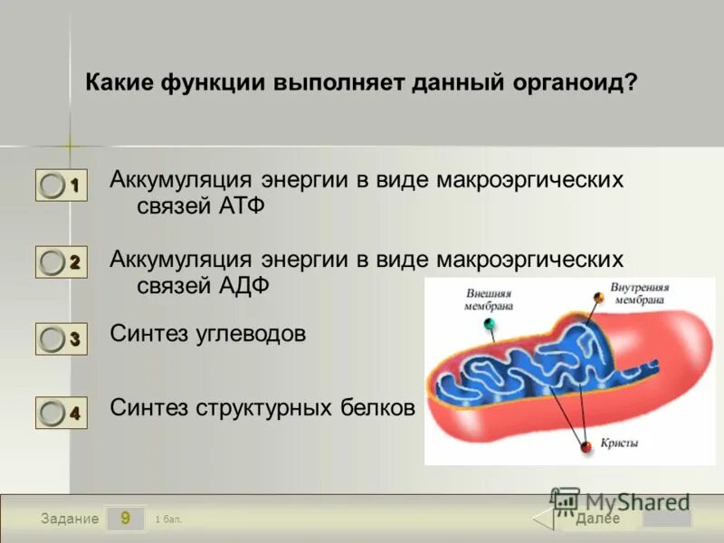 Органоид образующий атф. Органоид выполняющий функцию синтеза. Синтез углеводов органоид. Синтез АТФ органоид. Органоид синтезирующий АТФ.