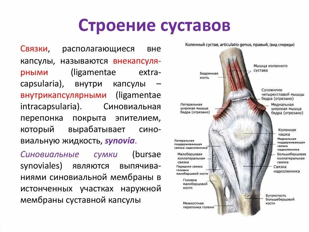 Связки образованы. Правый коленный сустав вид спереди. Коленный сустав классификация анатомия. К каким суставам (по строению) относится коленный сустав. Коленный сустав строение анатомия кратко.