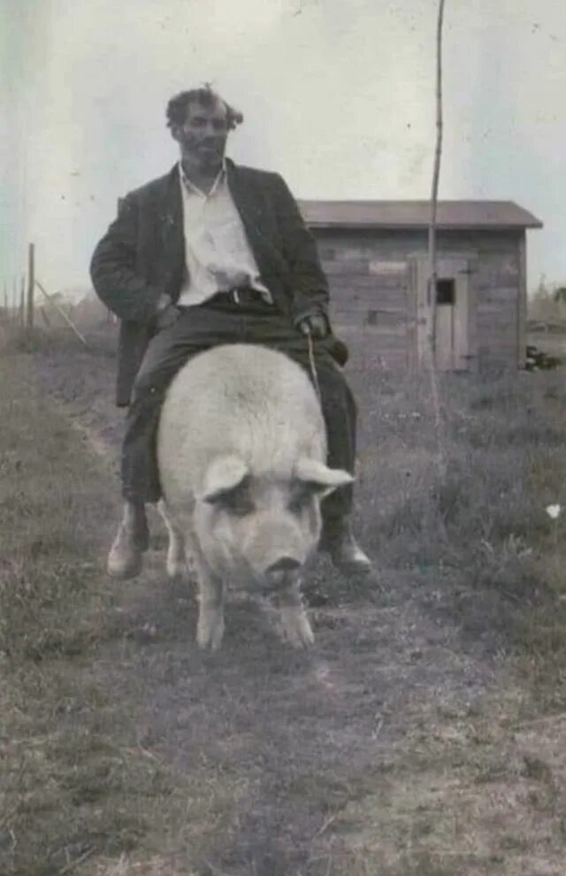 Pig riding. Pig riding