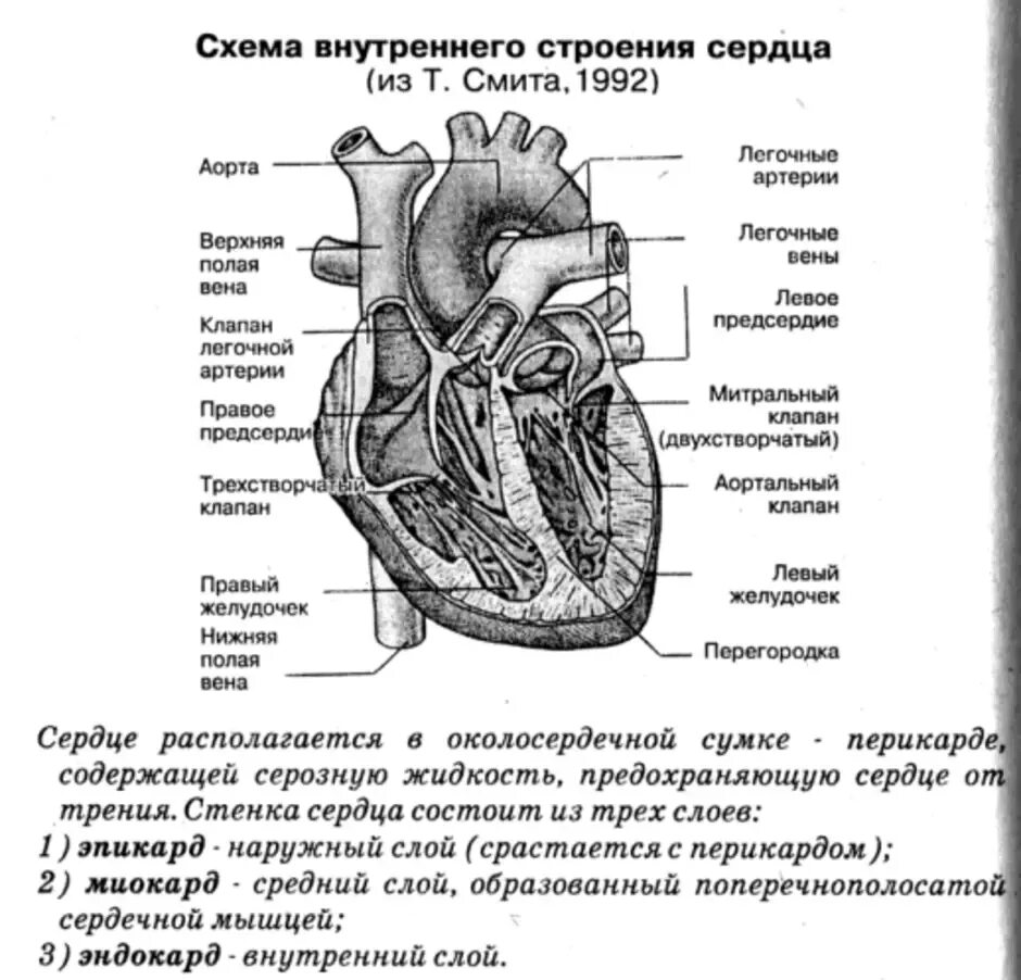 Строение сердца человека ЕГЭ биология. Структуры внутреннего строения сердца. ЕГЭ биология анатомия строение сердца. Строение сердца схема.