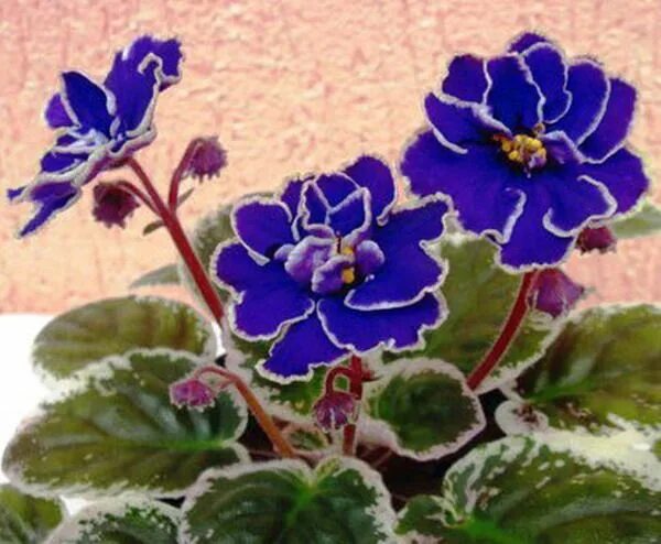 Студия фиалка. Студия фиалка. Фиалка рс гренландия. Студия фиалка. Фиалка макс тиамат.