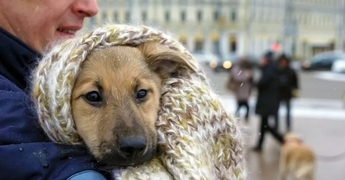 Бездомные животные и человек. Бездомные собаки. Бродячие собаки. Бездомный пес. Жалкая роль