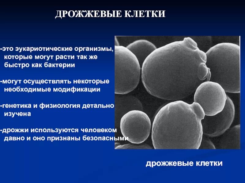 Оборудование для изучения клеток дрожжевых грибов. Дрожжевые клетки. Клетка дрожжей. Дрожжеподобные клетки. Строение дрожжевой клетки.