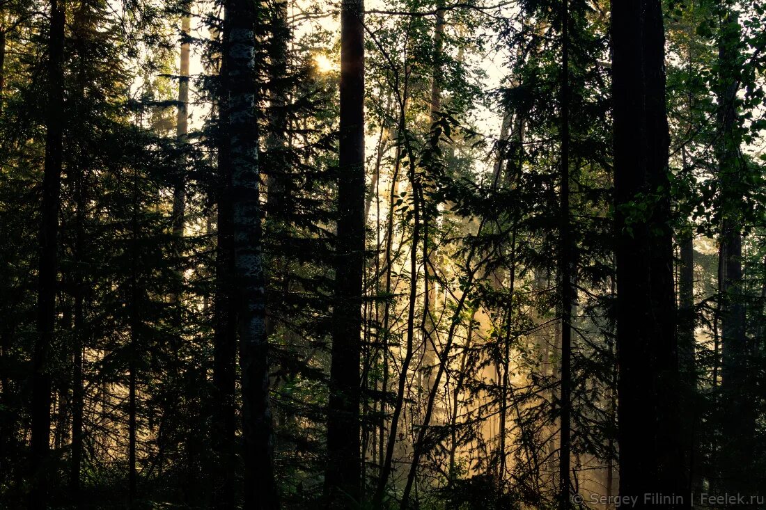 Урман мана река. Манна туманна. Мане природа. Мана река в красноярском крае. Мана река сверху.