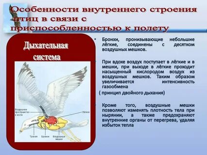 Особенности строения в связи с полетом