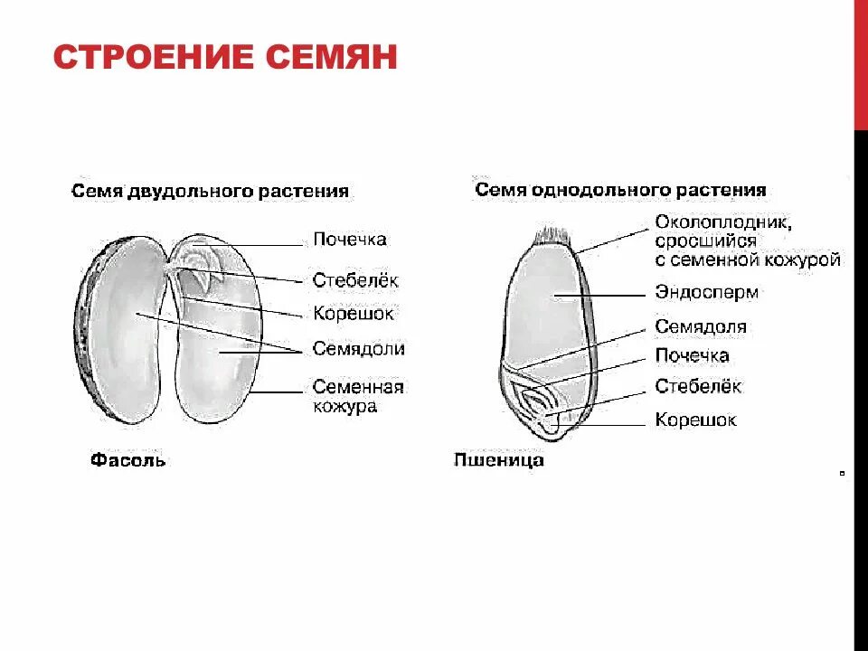 Рассмотрите рисунок семени какая структура. Строение семени однодольных и двудольных. Строение семени однодольного растения. Рисунок строение семя Однодольные и двудольные. Схема строения семени однодольного растения.