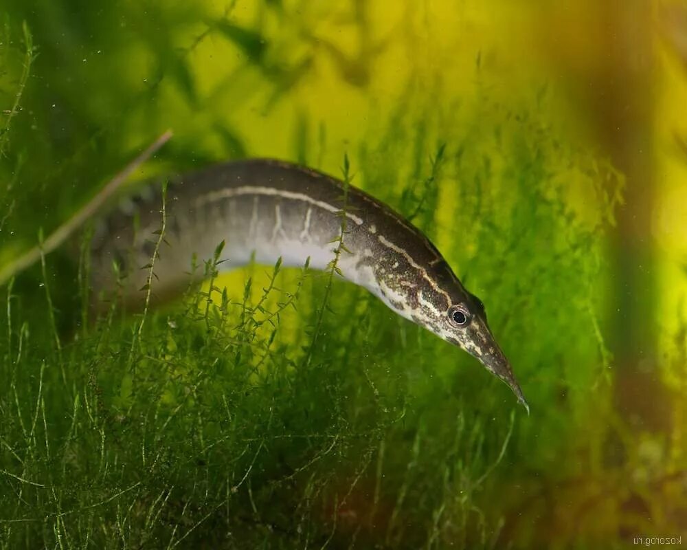 Угорь аквариумный макрогнатус. Макрогнатус. Угорь макрогнатус глазчатый. Рыбка макрогнатус глазчатый. Угорь макрогнатус глазчатый.