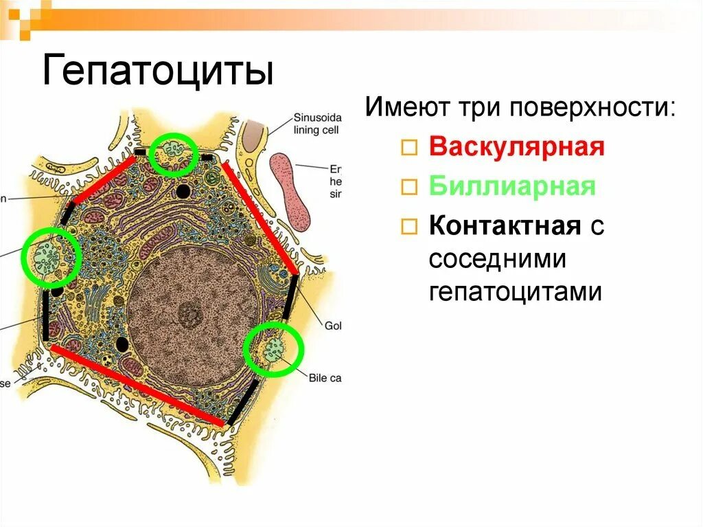 Гепатоциты человека