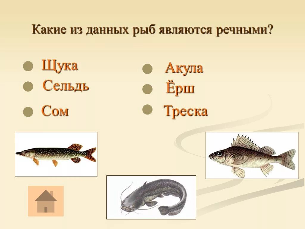 Пищевое отношение между щукой и речным окунем. Сельдь и щука. Какие животные являются рыбами. Треска сельдь акула. Какие животные являются пресноводными.