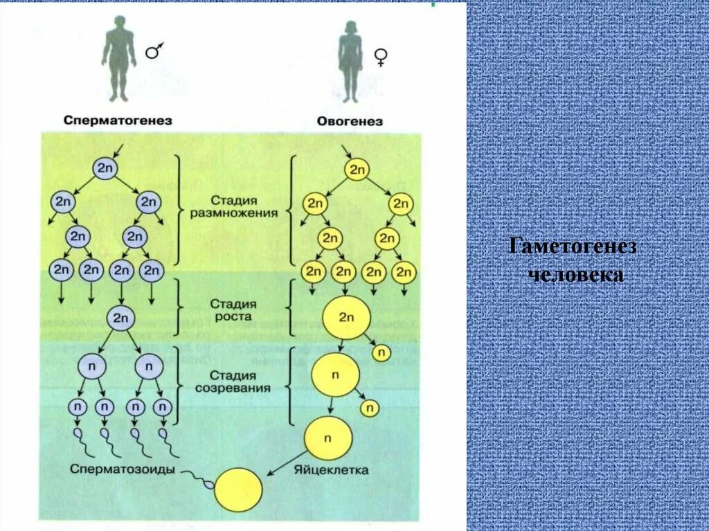 Гаметогенез и сперматогенез. Таблица гаметогенез сперматогенез овогенез. Образование половых клеток гаметогенез таблица. Стадия размножения гаметогенеза. Схема овогенеза человека.