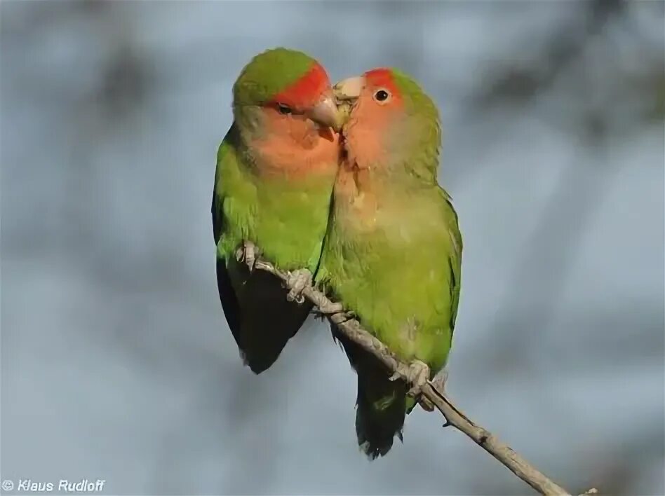Pin by Yushar Radian on lovebirds Pretty birds, Beautiful birds, Cute birds